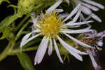 Elliott's aster